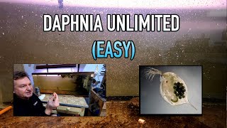 How I Raise Daphnia Water Fleas And You Can Too [upl. by Saree]