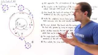 Life Cycle of HIV [upl. by Diamante]