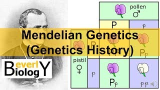 Mendelian Genetics Genetics History [upl. by Coonan482]