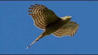 Sparrowhawk Bird Call Bird Song [upl. by Archibaldo]