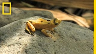 Frogs vs Fungus  National Geographic [upl. by Arutek]