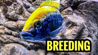 Breeding African Cichlids Is Easy [upl. by Adikram]