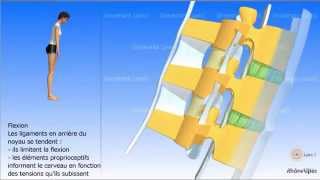 Vidéo sonorisée Arthrologie de la colonne vertébrale [upl. by Rosse137]