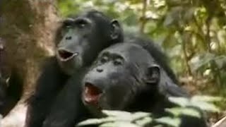 Chimps vs Red Colobus Monkeys  BBC Studios [upl. by Petrine]