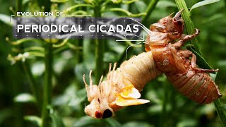 How Cicadas Evolved to Emerge Every 17 Years [upl. by Joelly]