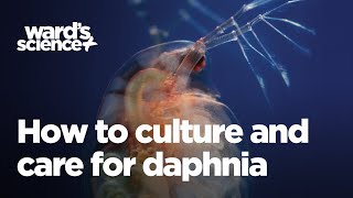 Caring and Culturing for Daphnia [upl. by Madian]