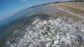 Giant Bluefish Underwater Feeding Frenzy amp Underwater Popper Strikes [upl. by Suelo]