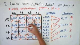 Probability and Mendelian Genetics [upl. by Lobell]