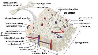 Bones Structure and Types [upl. by Klos]