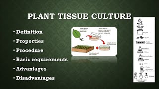 Plant tissue culture UrduHindi  AZ concepts guide [upl. by Ahsya]