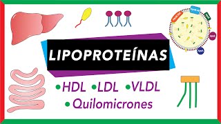 Lipoproteínas Quilomicrones VLDL LDL y HDL Transporte de lípidos [upl. by Pavior]