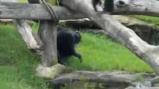 Chimpanzees fighting [upl. by Sweatt]