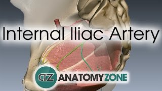 Internal Iliac Artery [upl. by Nitfa]