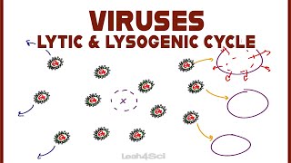 Lytic and Lysogenic Cycles of Virus Replication [upl. by Aneehsit]