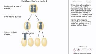 Chromosome Nondisjunction Animation [upl. by Alessandro]