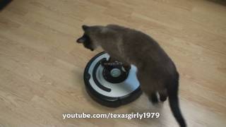 Cat shows HOW TO use iRobot Roomba Vacuum [upl. by Eneleuqcaj]