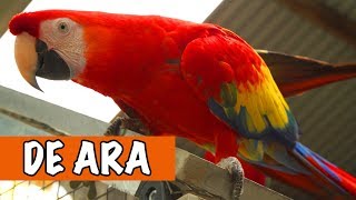 Wat Een Mooie Vogel De Ara  DierenpraatTV [upl. by Aztinad]