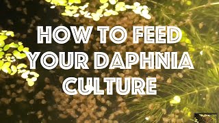 How To Feed Your Daphnia Culture [upl. by Nagek181]