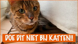 Dingen die je kat HAAT  DierenpraatTV [upl. by Inalaeham]