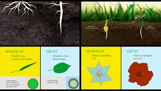 Monocots vs Dicots [upl. by Llekim]