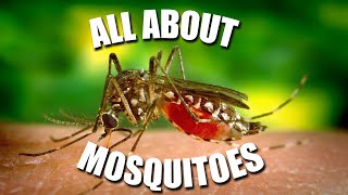 All About MOSQUITOES  Kids News Break [upl. by Annaoi]