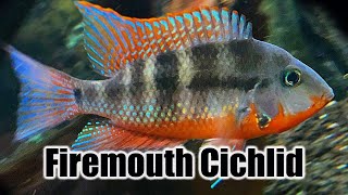 Firemouth Cichlid  Care Guide amp Species Profile [upl. by Kaenel]