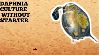 HOW TO CULTURE DAPHNIA NATURALLY WITHOUT A STARTER [upl. by Adama376]