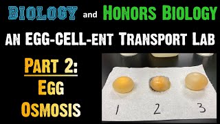 Transport Lab  Part 2 Egg Osmosis [upl. by Quin900]