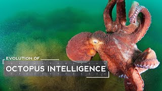 How Octopuses Evolved to be Intelligent [upl. by Ahsenyl]