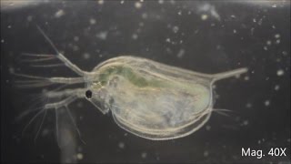 Daphnia magna under the Microscope [upl. by Stephen]