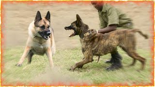 German Shepherd VS Belgian Malinois [upl. by Alik]