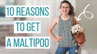 10 REASONS TO GET A MALTIPOO  Why the Maltipoo is the Perfect Dog [upl. by Aliehc]