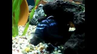 JOHANNI CICHLIDS male amp female HD [upl. by Van518]