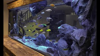 7 Beautiful African Cichlids Tank Setup  Large African Cichlid Aquarium [upl. by Yarod869]