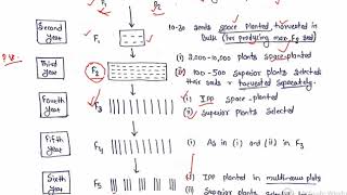 Breeding Methods Part 4 Pedigree method [upl. by Weinstein943]