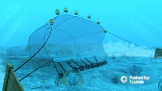 How Seafood is Caught Bottom Trawling [upl. by Akenaj]