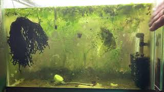 Scuds Daphnia Cherry Shrimp Copepods My aquatic food culture [upl. by Sair513]