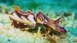 Science Today Colorful Cephalopods  California Academy of Sciences [upl. by Sokem]