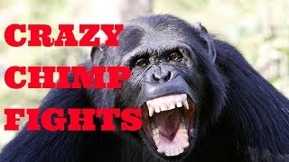 Chimpanzee Fighting at the Taipei Zoo [upl. by Euhc806]