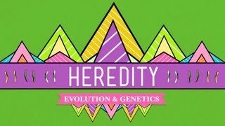 Heredity Crash Course Biology 9 [upl. by Chandler230]