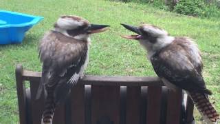 Two kookaburras having an argument [upl. by Ecirrehs]