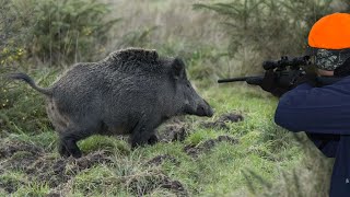 Chasse Sanglier en Battue  Superbe Battue Aux Sangliers 2020 [upl. by Khoury529]