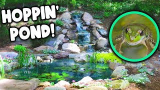 Catching Worms and Feeding Frogs in a BACKYARD FROG POND [upl. by Nilyad309]