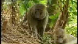 Baboons vs chimpanzees  BBC wildlife [upl. by Rickart172]