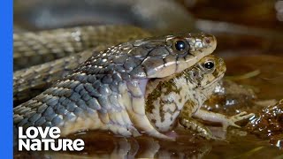 Poisonous Frog Fends Off Snake With Its Toxins [upl. by Gwenora]