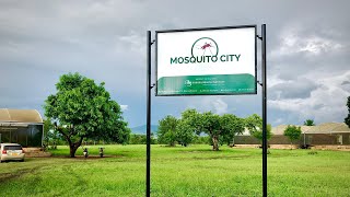 Welcome to Mosquito City [upl. by Nnahgaem]