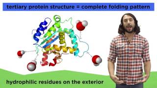 Protein Structure [upl. by Airenahs]