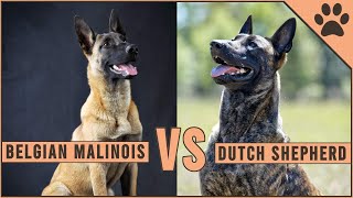 Belgian Malinois vs Dutch Shepherd [upl. by Ame]