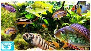 15 Great Cichlids for Planted Aquariums [upl. by Lianne617]