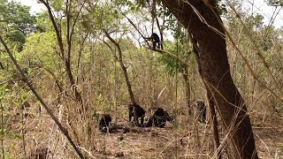 ISU anthropologist witnesses rare lethal aggression in African chimps [upl. by Lippold137]